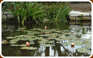 Texas A&M Horticulture Gardens